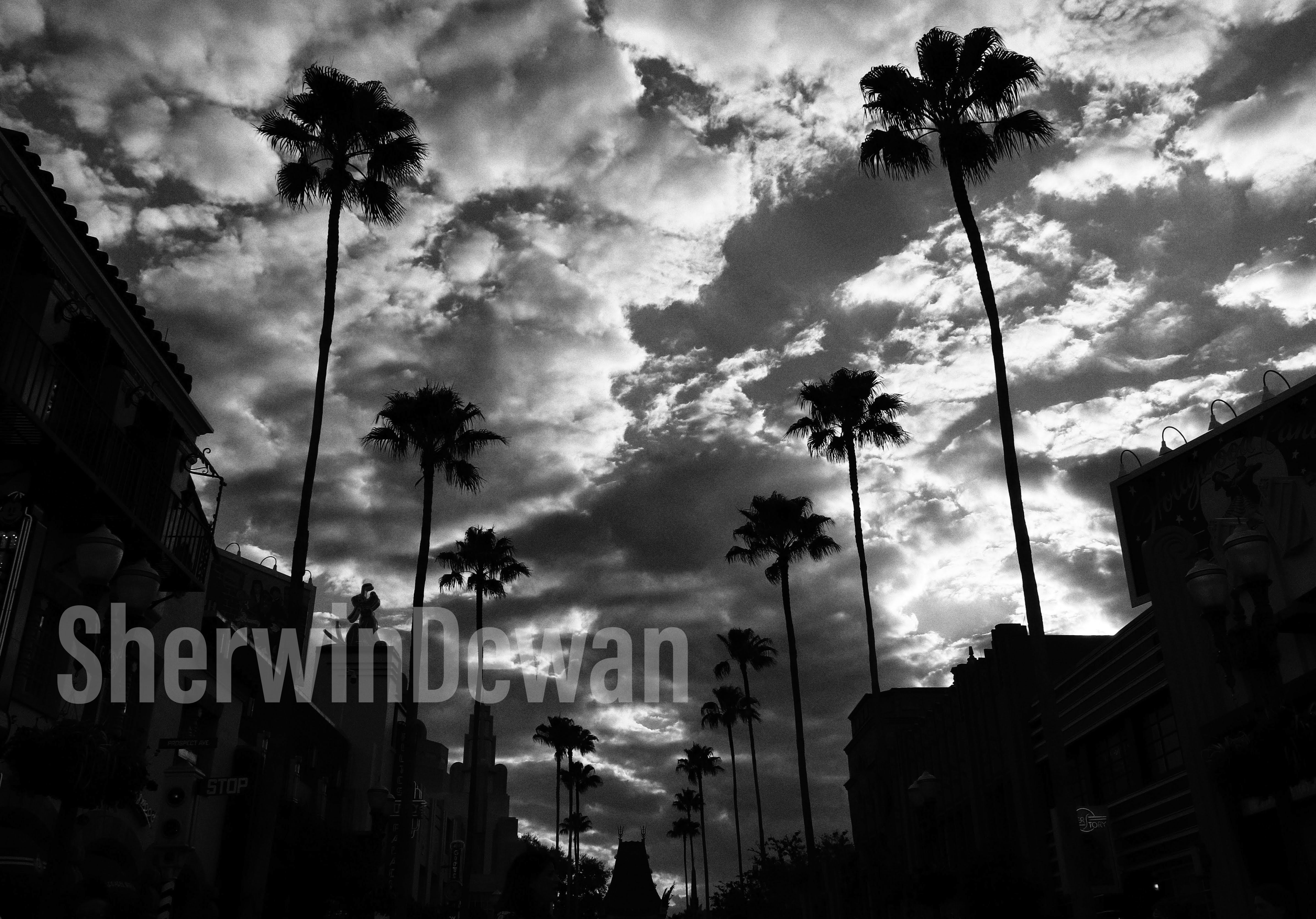 palm trees