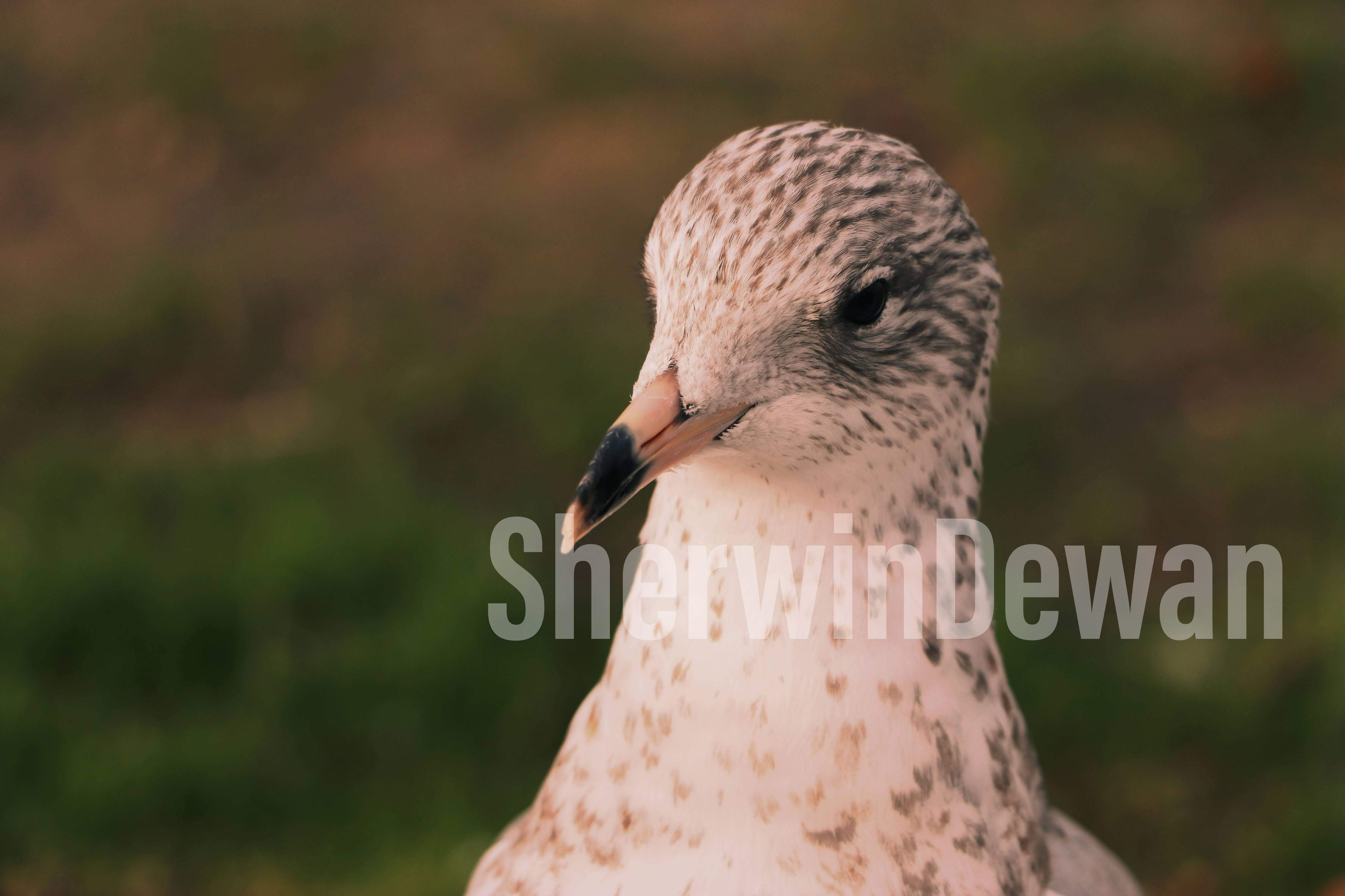 A Seagull's Mind